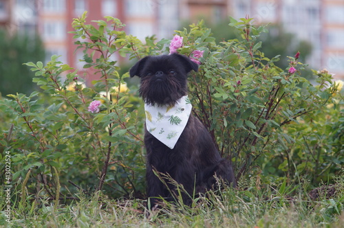 Cute black dog in a head scarf. The dog is sitting and attentively looking somewhere. The scarf is white and decorated with green floral ornaments. The dog is griffon belge with a beard. Behind the