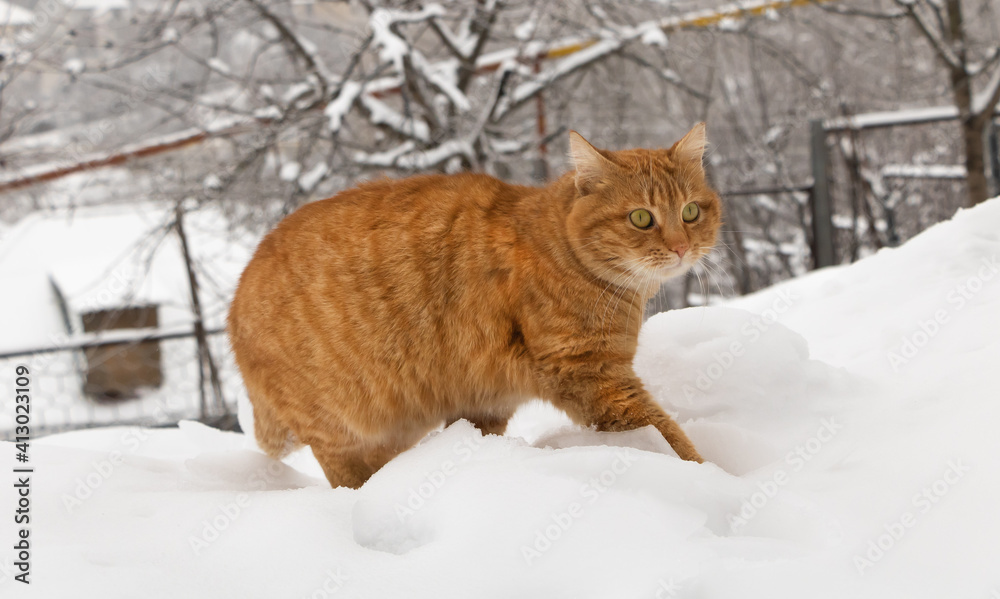 An orange cat with green eyes walks in the snow An orange cat with green eyes walks in the snow