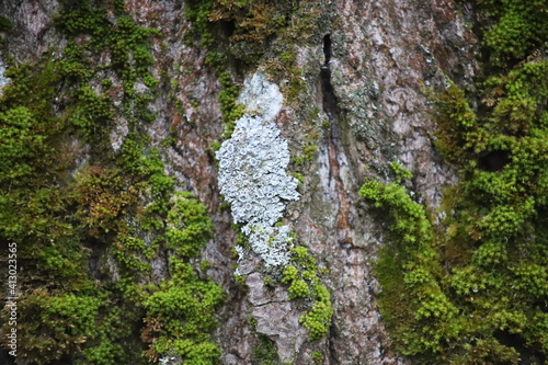 textured moss on the tree