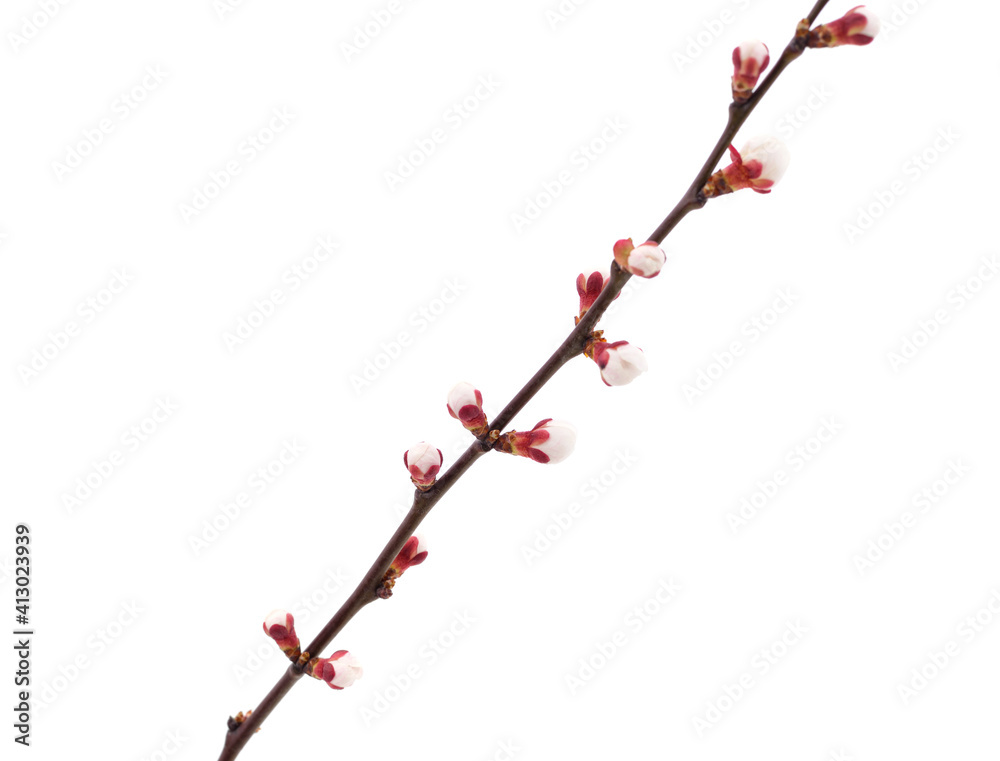Slender pink twig of apricot blossom.