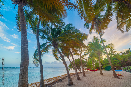 Fototapeta Naklejka Na Ścianę i Meble -  Palm trees by the sea at sunset in Bois Jolan beach in Guadeloupe