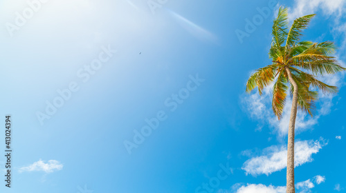 Sun shining over a tall coconut palm tree © Gabriele Maltinti