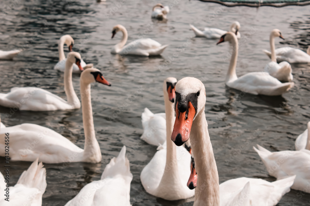 Obraz premium A group of swans on a quiet water
