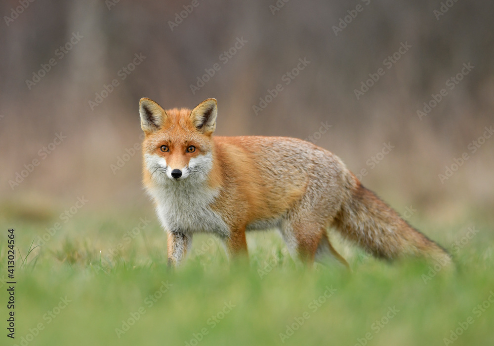 Red fox ( Vulpes vulpes ) close up