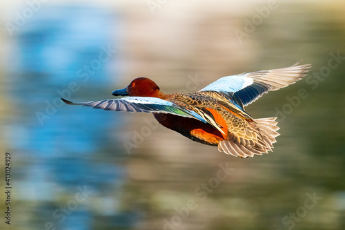 Cinnamon Teal duck flying over Santee Lakes, California, USA