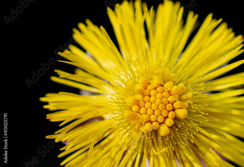 macro photography of colorful flowers in spring