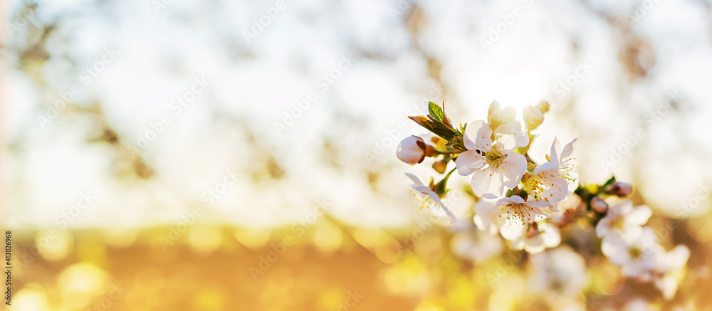 Spring Cherry blossoms blooming, Sakura Japanese flowers season. Blooming tree and sun flare with blank copy space. Spring banner, landscape panorama. Spring Cherry blossoms blooming, Sakura Japanese flowers season. Blooming tree and sun flare with blank copy space. Spring banner, landscape panorama.