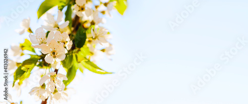Spring Cherry blossoms blooming, Sakura Japanese flowers season. Blooming tree and sun flare with blank copy space. Spring banner, landscape panorama. © Nadya Vetrova