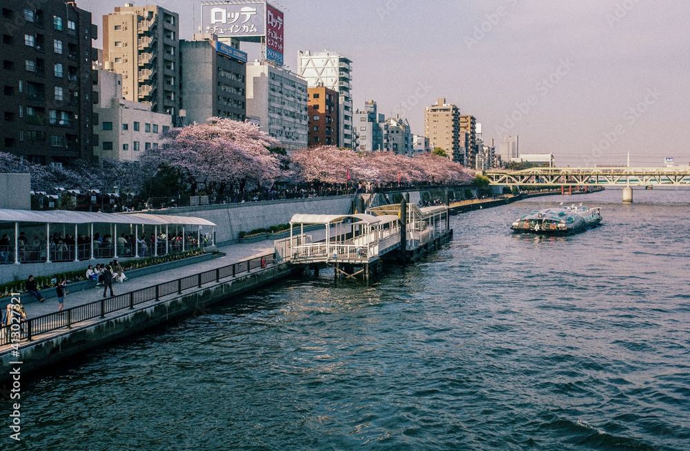 Sakura holiday  in Asakusa district of  Tokyo - river Sumido. Pleisure boat moving in water of river Sumido.