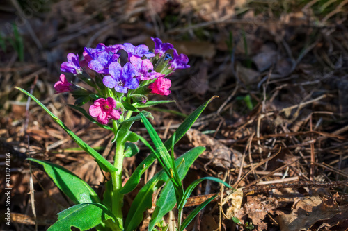 Close-up of blooming flowers Pulmonaria mollis in sunny spring day. Selective focus, copy space.