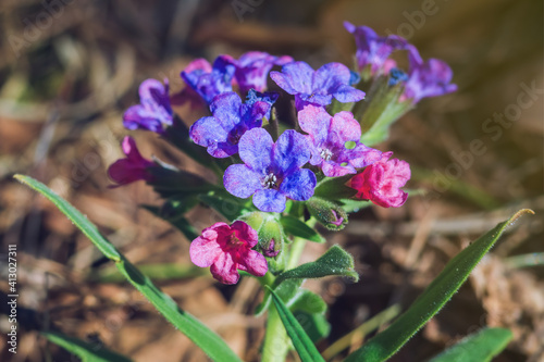 Pulmonaria mollis, arrangement of blooming flowers in sunny spring day. Focus on foreground.