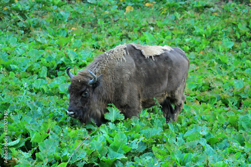 Fototapeta Naklejka Na Ścianę i Meble -  European bison in Bieszczady Mountains, Poland