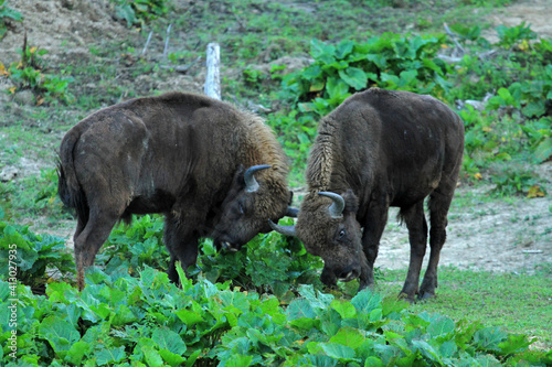 Fighting European Bison in Bieszczady Mountains, Poland