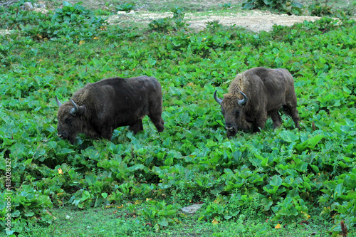 Fototapeta Naklejka Na Ścianę i Meble -  European bison in Bieszczady Mountains, Poland