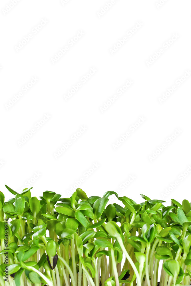 Young sunflower sprouts close up. Green shoots of sprouted grains. Sprouts isolated on a white background. Young sunflower sprouts close up. Green shoots of sprouted grains. Sprouts isolated on a white background.