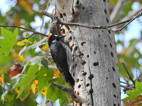 Acorn woodpecker storing acorns, as food for a later day, in the holes of oak trees, in the Sequoia National Forest, California.