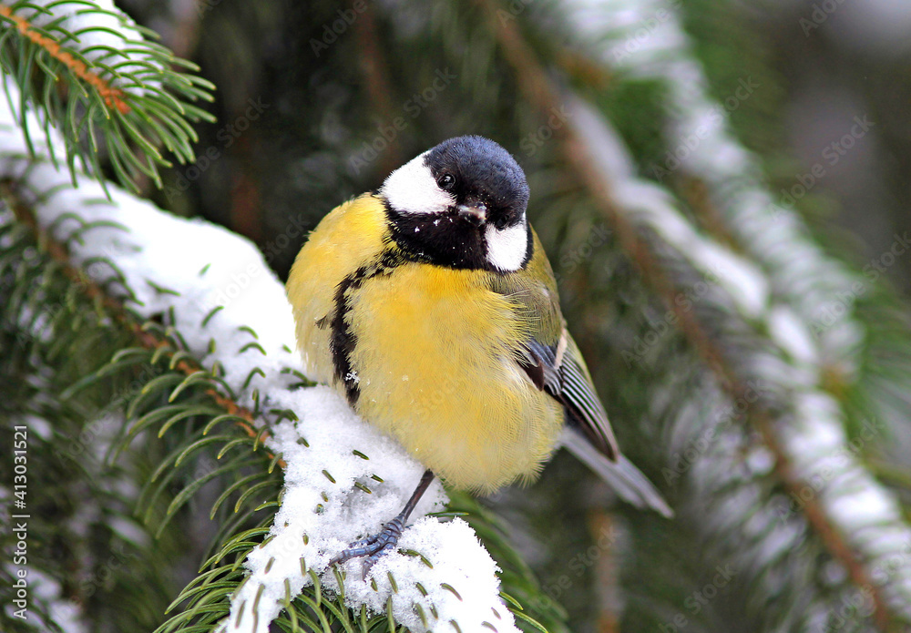 Obraz premium bright titmouse walking in the city park