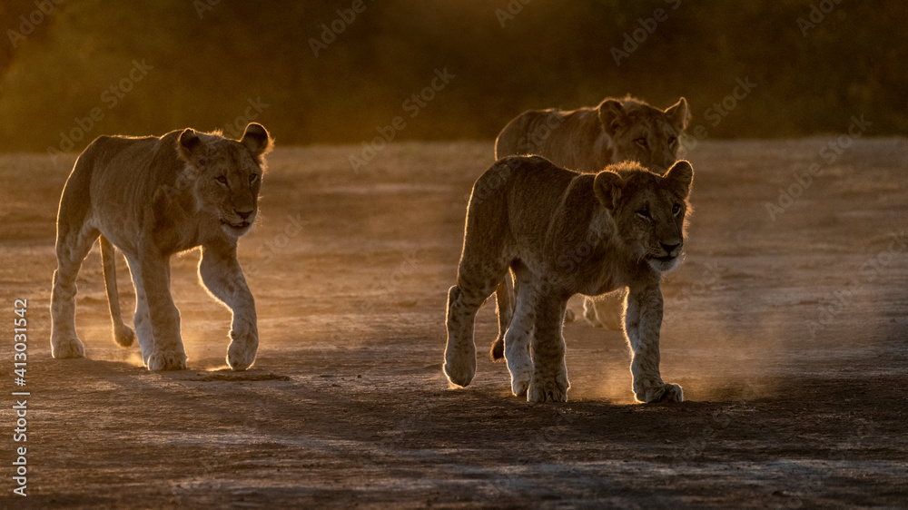 Obraz premium Africa, Kenya, Maasai Mara National Reserve. Close-up of three walking lionesses.