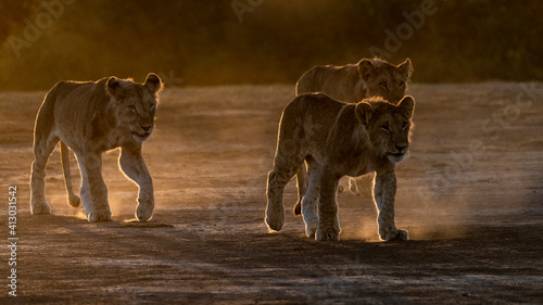 Fototapeta Naklejka Na Ścianę i Meble -  Africa, Kenya, Maasai Mara National Reserve. Close-up of three walking lionesses.