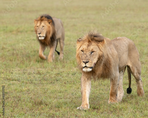 Africa, Kenya, Maasai Mara National Reserve. Close-up of two walking lions.