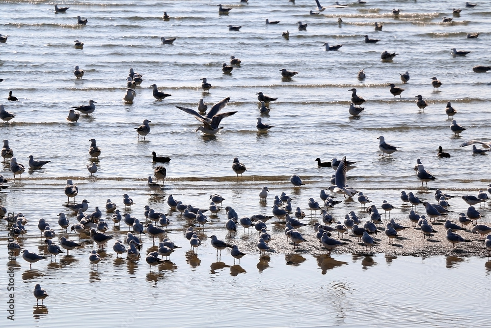 Flock of seagulls on the bach. Selective focus. Flock of seagulls on the bach. Selective focus.