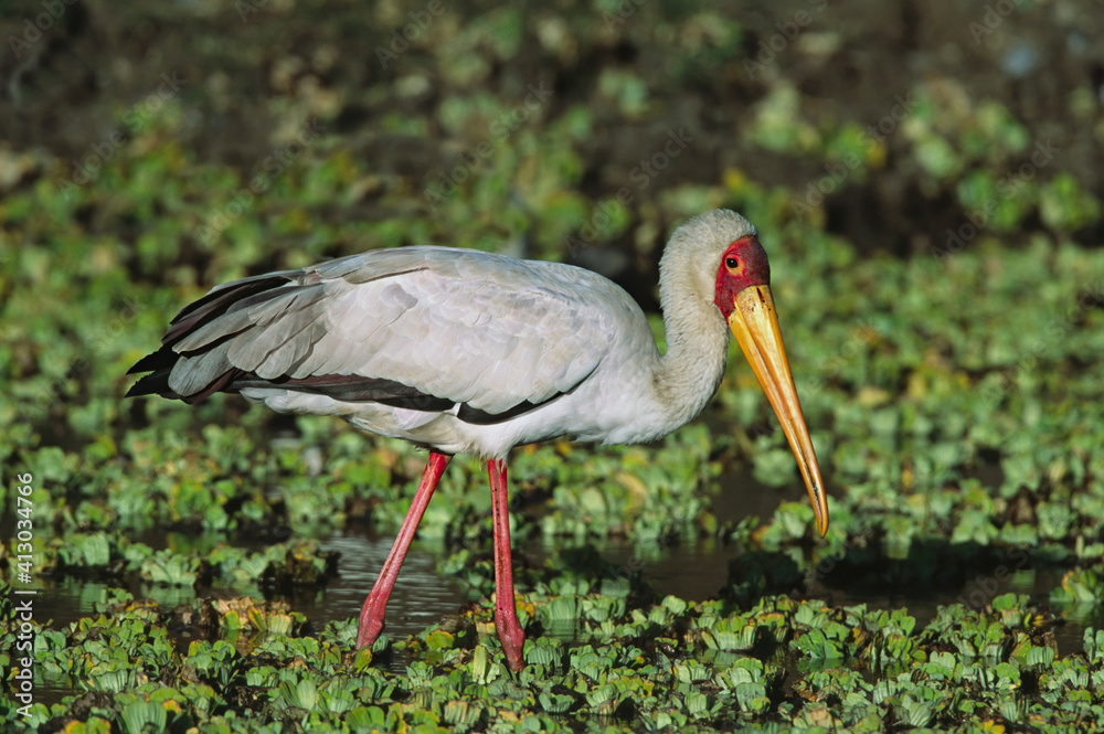 Naklejka premium Africa, Kenya, Masai Mara. Yellow-billed Stork (Mycteria ibis) foraging