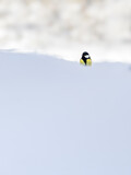 Yellow tit in snow - minimalist composition