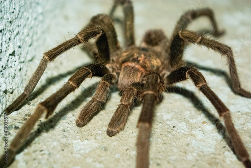 Une araignée énorme dans la maison, Chambas, Cuba