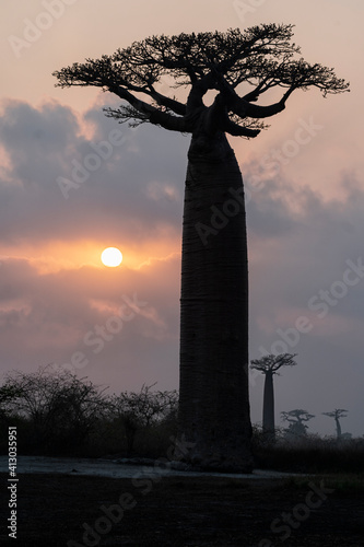 Africa, Madagascar, near Morondava, Baobab Alley. The sun peeking out of the fog, silhouetting a Grandidier's baobab tree. photo