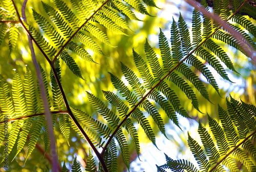 tree leaves