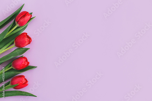 Tender pink tulips on pastel violet background. Greeting card for Women's day.