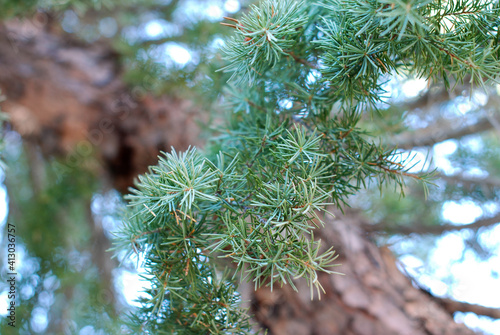 branches of a pine