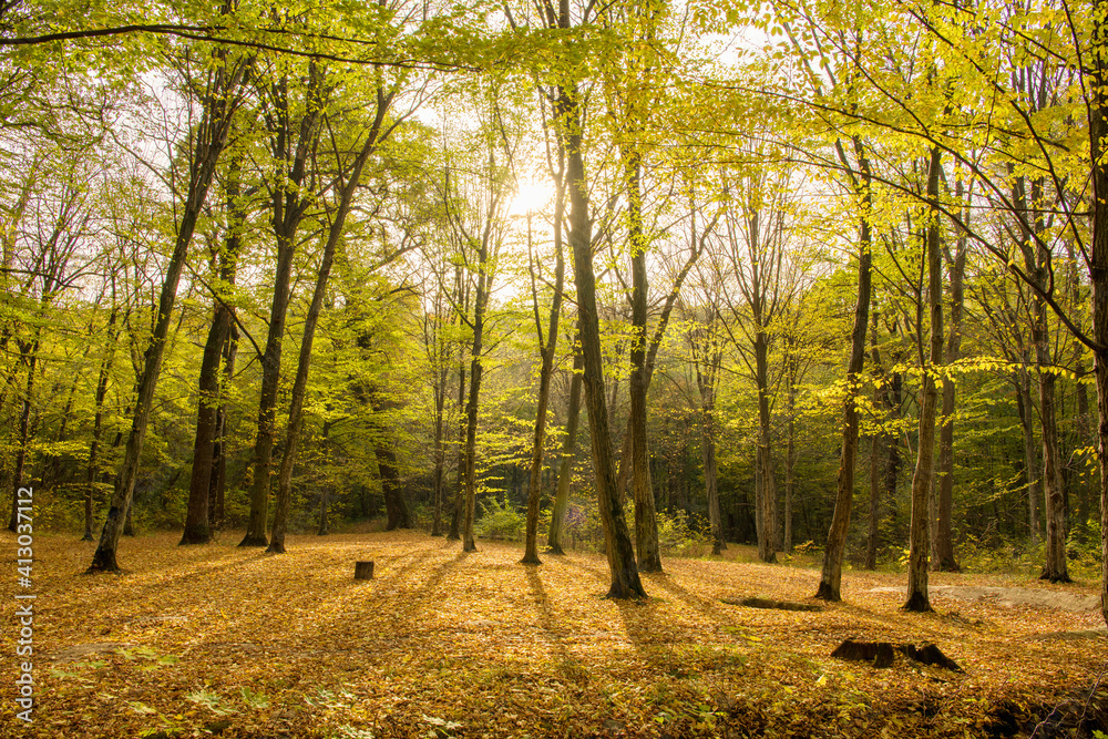 Autumn forest trees. Nature yellow wood sunlight backgrounds. Autumn forest trees. Nature yellow wood sunlight backgrounds.