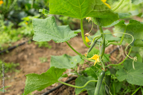 Organic cucumbers and cucumber flowers in a green house of a organic farm.