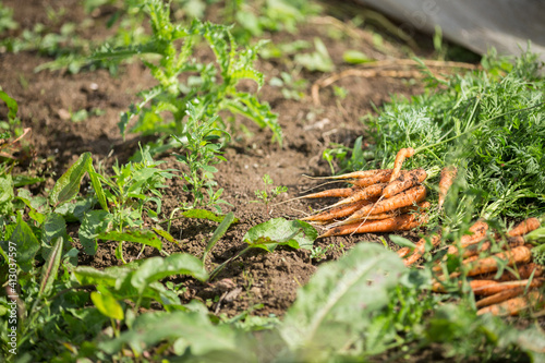 Fresh organic carrots just harvested in an organic farm.