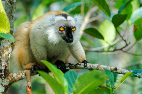 Africa, Madagascar, Lake Ampitabe, Akanin'ny nofy Reserve. Female black lemur is light brown with black marking on its face. photo