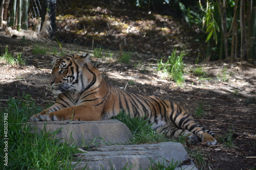 Tiger laying  relaxing at zoo