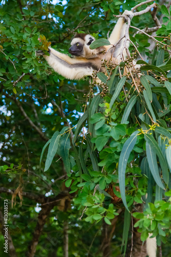 Madagascar  Berenty  Berenty Reserve. Verreaux s sifaka eating leaves in a tree.