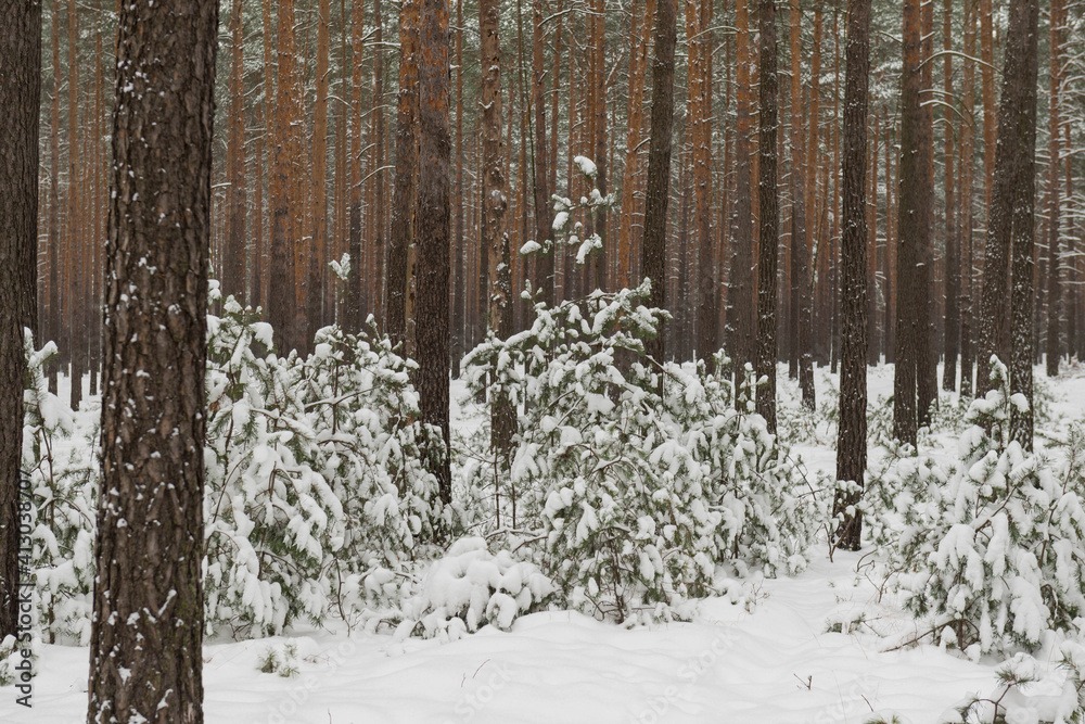 Fototapeta premium Sosnowy las w śnieżny, zimowy dzień. 