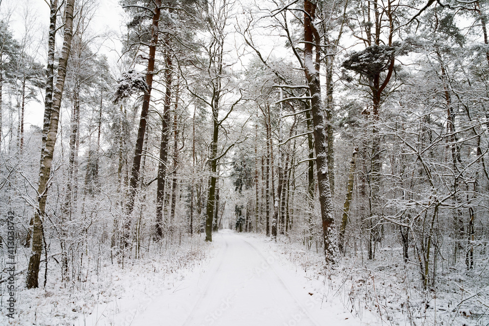 Fototapeta Ośnieżone drzewa w lesie
