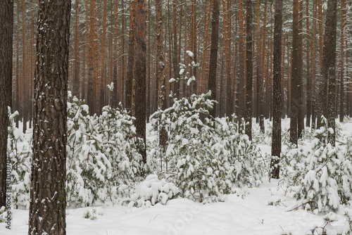 Fototapeta Naklejka Na Ścianę i Meble -  Sosnowy las w śnieżny, zimowy dzień.
