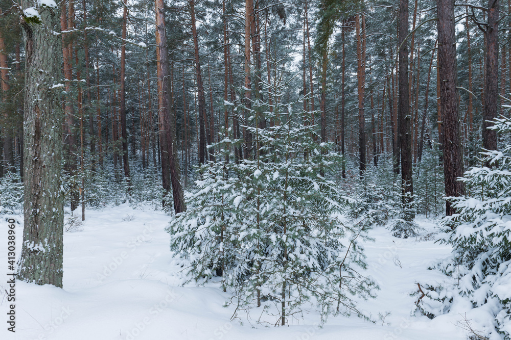 Sosnowy las w śnieżny, zimowy dzień.
Sosnowy las w śnieżny, zimowy dzień.