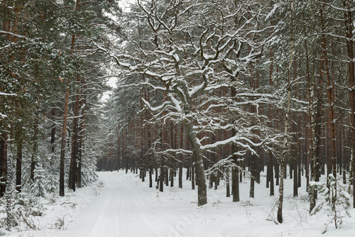 Fototapeta Naklejka Na Ścianę i Meble -  Sosnowy las w śnieżny, zimowy dzień.
