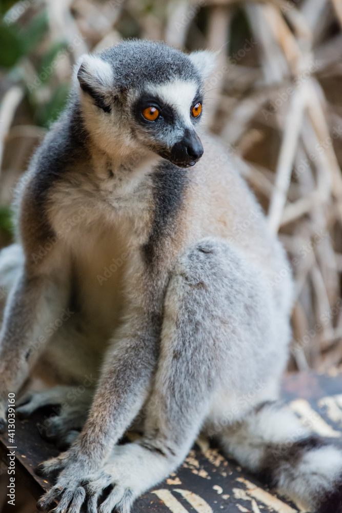 Obraz premium Madagascar, Berenty, Berenty Reserve. Ring-tailed lemur.