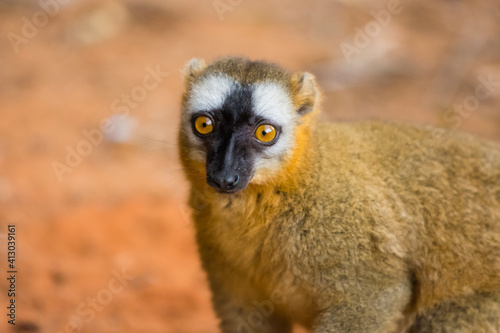 Madagascar, Berenty, Berenty Reserve. Common brown Lemur. © Danita Delimont