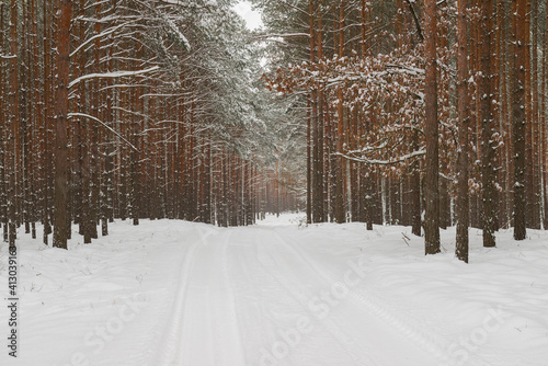 Fototapeta Naklejka Na Ścianę i Meble -  Sosnowy las w śnieżny, zimowy dzień.
