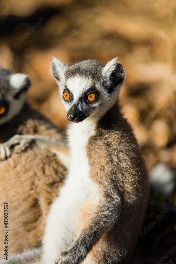 Madagascar, Berenty, Berenty Reserve. Ring-tailed lemur.