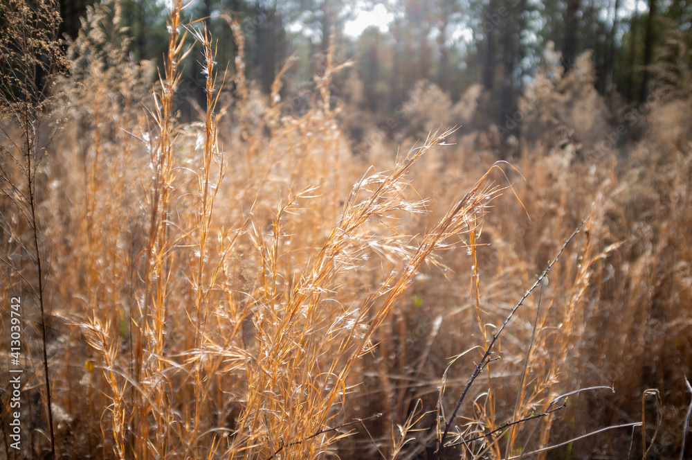 Fototapeta premium Field of Wheat