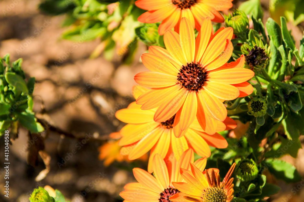 Dimophorteca Aurantiaca flowers in the garden Dimophorteca Aurantiaca flowers in the garden
