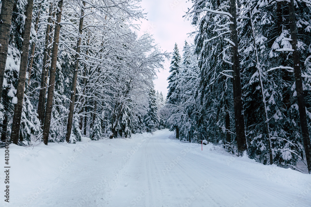 Pine trees covered with snow on frosty evening. Beautiful winter panorama Pine trees covered with snow on frosty evening. Beautiful winter panorama